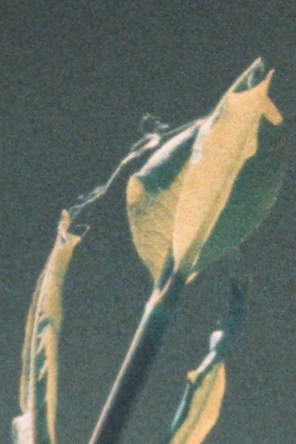 Early Summer (1972) - Premium Movie Poster